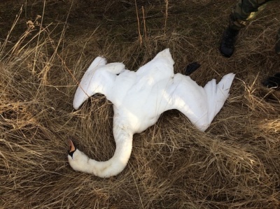 У Чернівецькій області невідомі браконьєри вбили 8 лебедів-шипунів