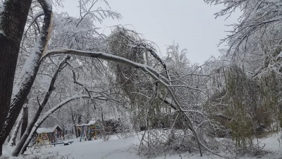 Наче зона стихійного лиха: на Буковині снігова негода повалила дерева й обірвала електролінії