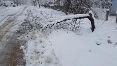 Наче зона стихійного лиха: на Буковині снігова негода повалила дерева й обірвала електролінії