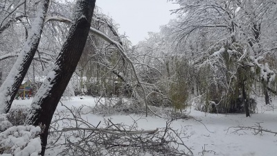 Наче зона стихійного лиха: на Буковині снігова негода повалила дерева й обірвала електролінії