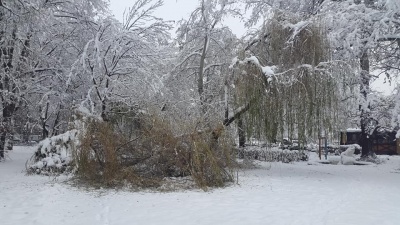 Наче зона стихійного лиха: на Буковині снігова негода повалила дерева й обірвала електролінії