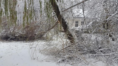 Наче зона стихійного лиха: на Буковині снігова негода повалила дерева й обірвала електролінії