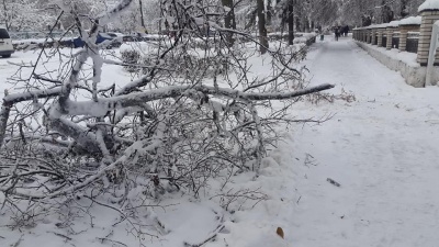 Наче зона стихійного лиха: на Буковині снігова негода повалила дерева й обірвала електролінії