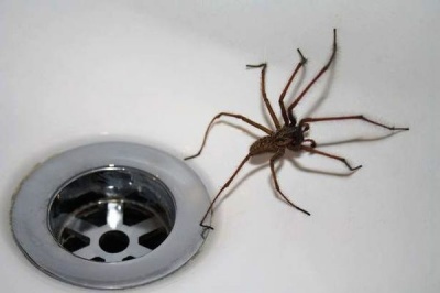 Чому не можна вбивати павуків у будинку