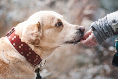 Як виховати собаку слухняним: п'ять золотих правил