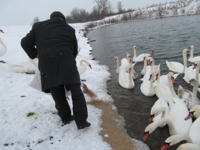 У Чорториї на озері зимує сотня лебедів-шипунів - фото