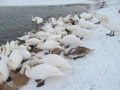 У Чорториї на озері зимує сотня лебедів-шипунів - фото