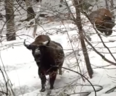 Підійшли на 10 метрів: у лісі на Буковині люди зустріли диких зубрів - відео