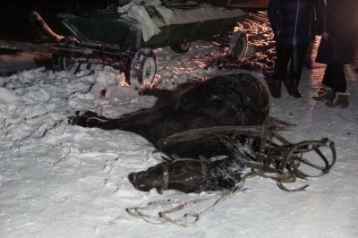 У Сторожинці легковик на ожеледиці зіткнувся з гужовим возом, загинув кінь - фото