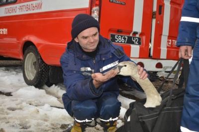 У Чернівцях співробітники ДСНС врятували пораненого лебедя - відео