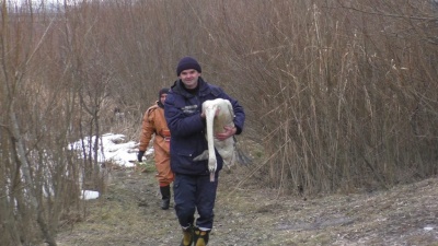 У Чернівцях співробітники ДСНС врятували пораненого лебедя - відео