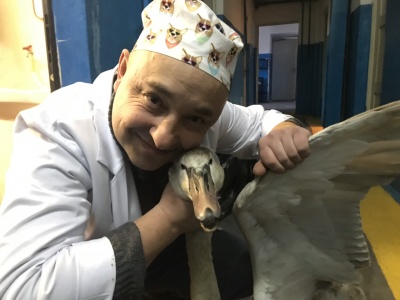 Голодний і хворий: ветеринари розповіли про стан лебедя, якого врятували в Чернівцях
