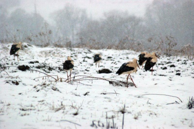 Як ніколи рано: на Буковину почали повертатися лелеки