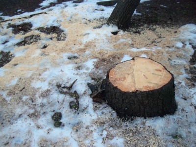 Нове дерево - замість кожного зрубаного: що відповіли у міськраді Чернівців на петицію
