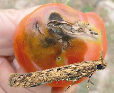 На Буковині у помідорах виявили небезпечну томатну міль
