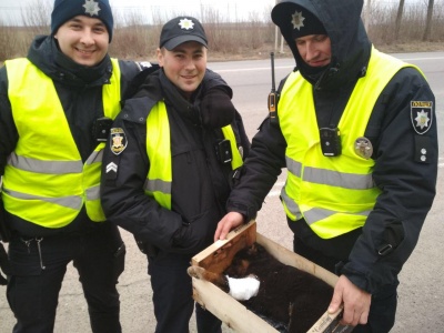 На Буковині патрульні врятували цуценя, яке збила автівка - фото