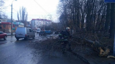 У Вінниці через падіння дерева загинула 12-річна дівчинка