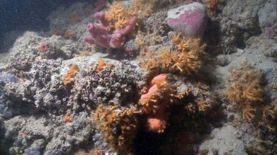 Біля берегів Італії знайдено унікальний кораловий риф  