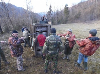 На Буковині лісгоспу передали одного самця зубра – фото