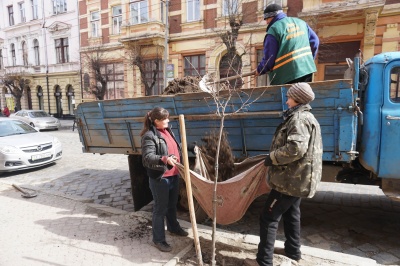 У центрі Чернівців комунальники почали саджати дерева - фото
