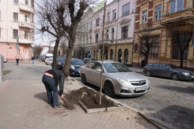 У центрі Чернівців комунальники почали саджати дерева - фото