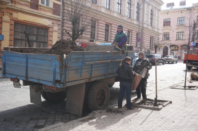 У центрі Чернівців комунальники почали саджати дерева - фото