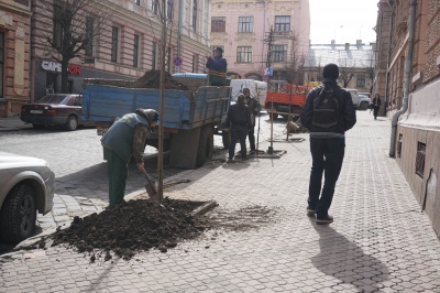 У центрі Чернівців комунальники почали саджати дерева - фото