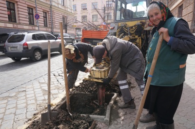 У центрі Чернівців комунальники почали саджати дерева - фото