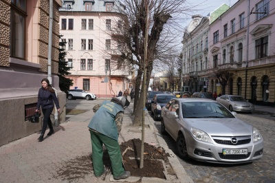 У центрі Чернівців комунальники почали саджати дерева - фото