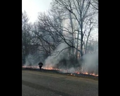 В селі на Буковині вздовж траси загорілась лісосмуга