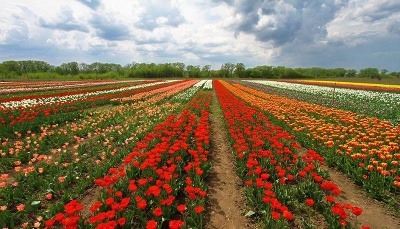 На Буковині перенесли дату проведення фестивалю тюльпанів