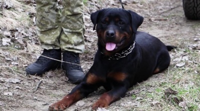 На кордоні з Польщею собака Ляшка затримала контрабандиста