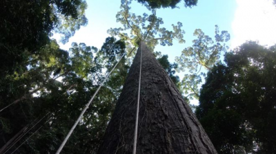 Понад 100 метрів вгору: науковці знайшли найвище тропічне дерево у світі