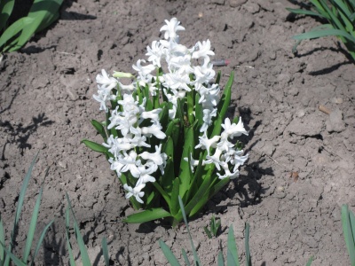 У Чернівцях у шкільному дендропарку зацвіли перші весняні квіти - фото
