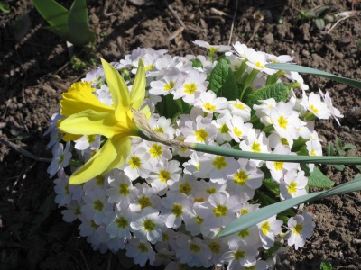 У Чернівцях у шкільному дендропарку зацвіли перші весняні квіти - фото