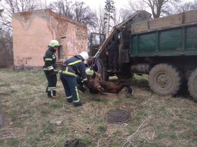 На Буковині працівники ДСНС врятували коня, який провалився в каналізацію