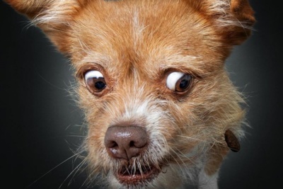 Фотограф показав кумедні знімки собак, які ловлять їжу