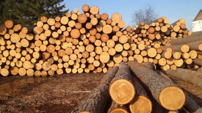 В Україні майже на чверть збільшилась заготівля лісу-кругляка