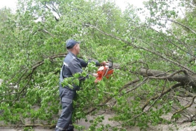 У Чернівцях дерево впало на жінку прямо біля її будинку