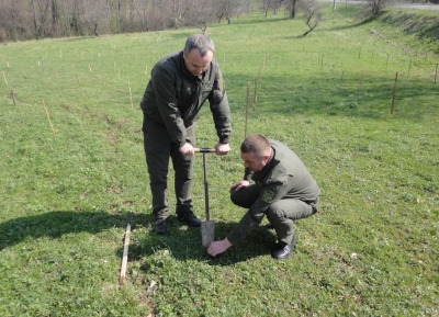 У Сторожинецькому лісгоспі висадили 400 гінкго в пам'ять про загиблих військових