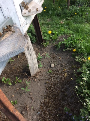 У селі на Буковині масово гинуть бджоли через кроплення садів – фото