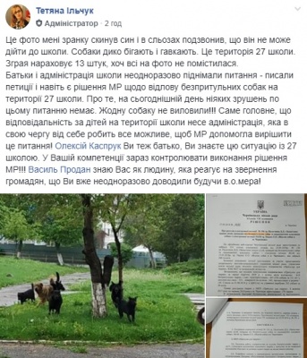 «Син не може дійти до школи»: чернівчани скаржаться на зграю бродячих собак біля школи №27