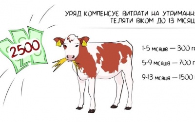 На Буковині майже 3 тисячі осіб отримають 7 млн. грн. за утримання молодняка ВРХ