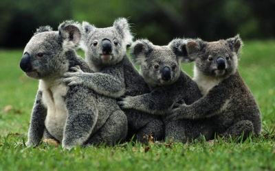 Австралійські коали вимирають через спеку і знищення лісів