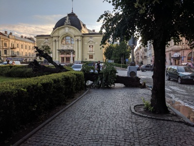 У Чернівцях на Театральній площі впало дерево - фото