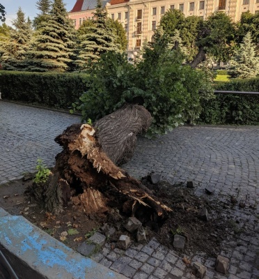 У Чернівцях на Театральній площі впало дерево - фото