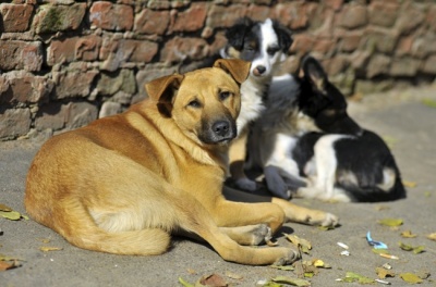 У Чернівцях розпочали підрахунок безпритульних собак
