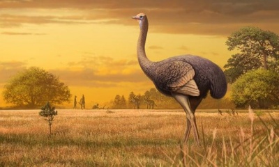 В Криму знайшли рештки велетенського доісторичного птаха