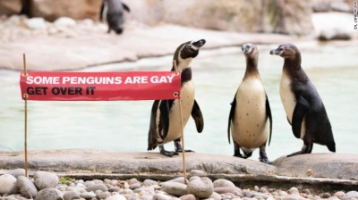 Лондонський зоопарк відсвяткував «Місяць прайду» на честь одностатевої пари пінгвінів