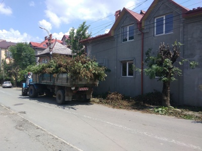 Залишили майже без гілок: у Чернівцях обленерго взялося чистити дерева посеред літа